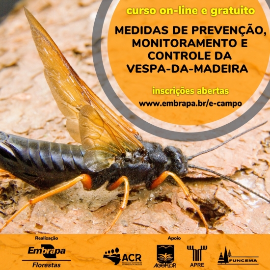 curso medidas de prevenção, monitoramento e controle da vespa-da-madeira